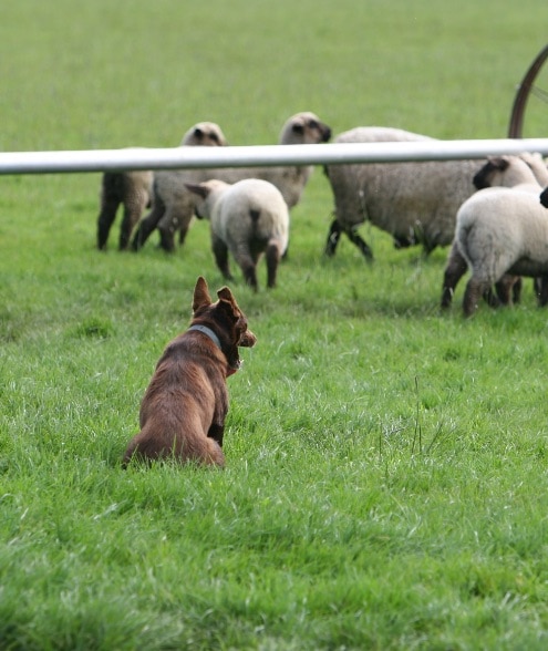 Dog watching sheep