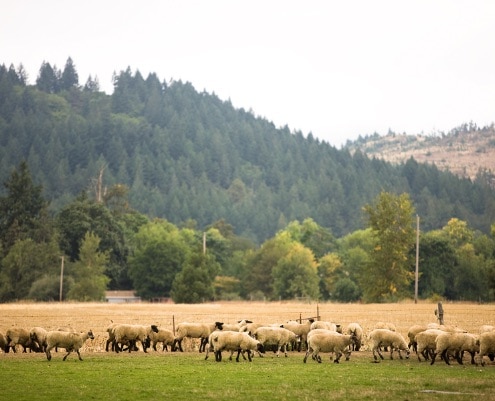 Sheep Grazing in field